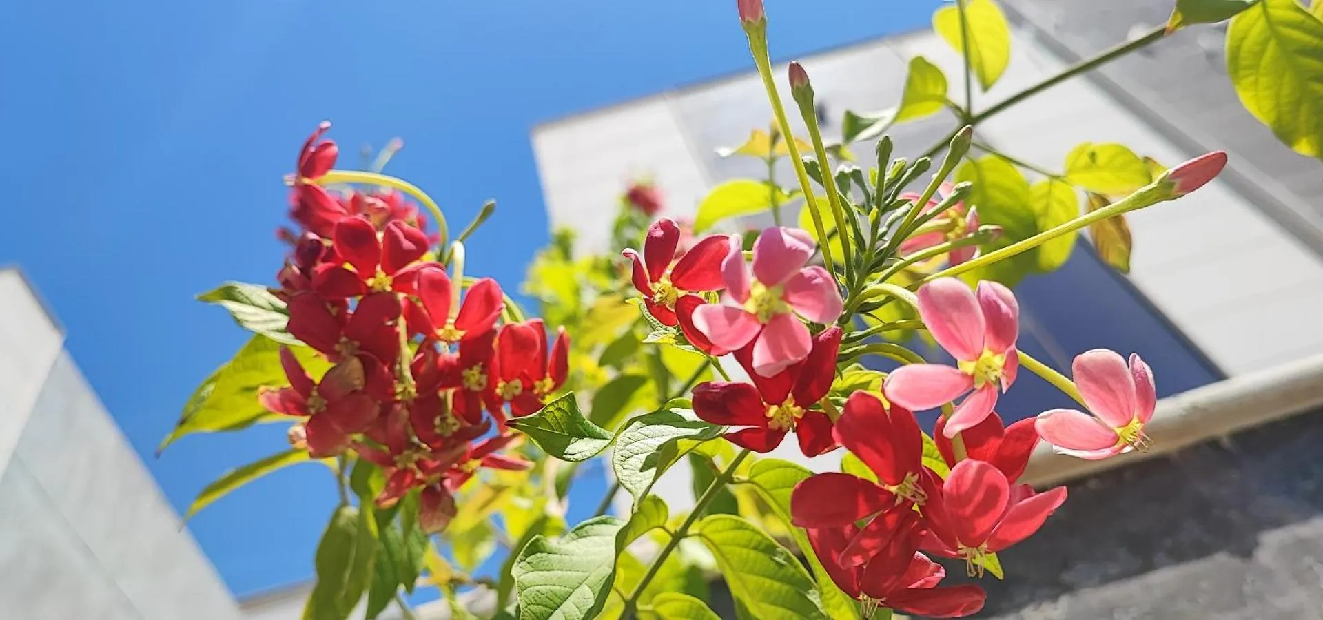 Homestay Villa 6 Ajman United Arab Emirates